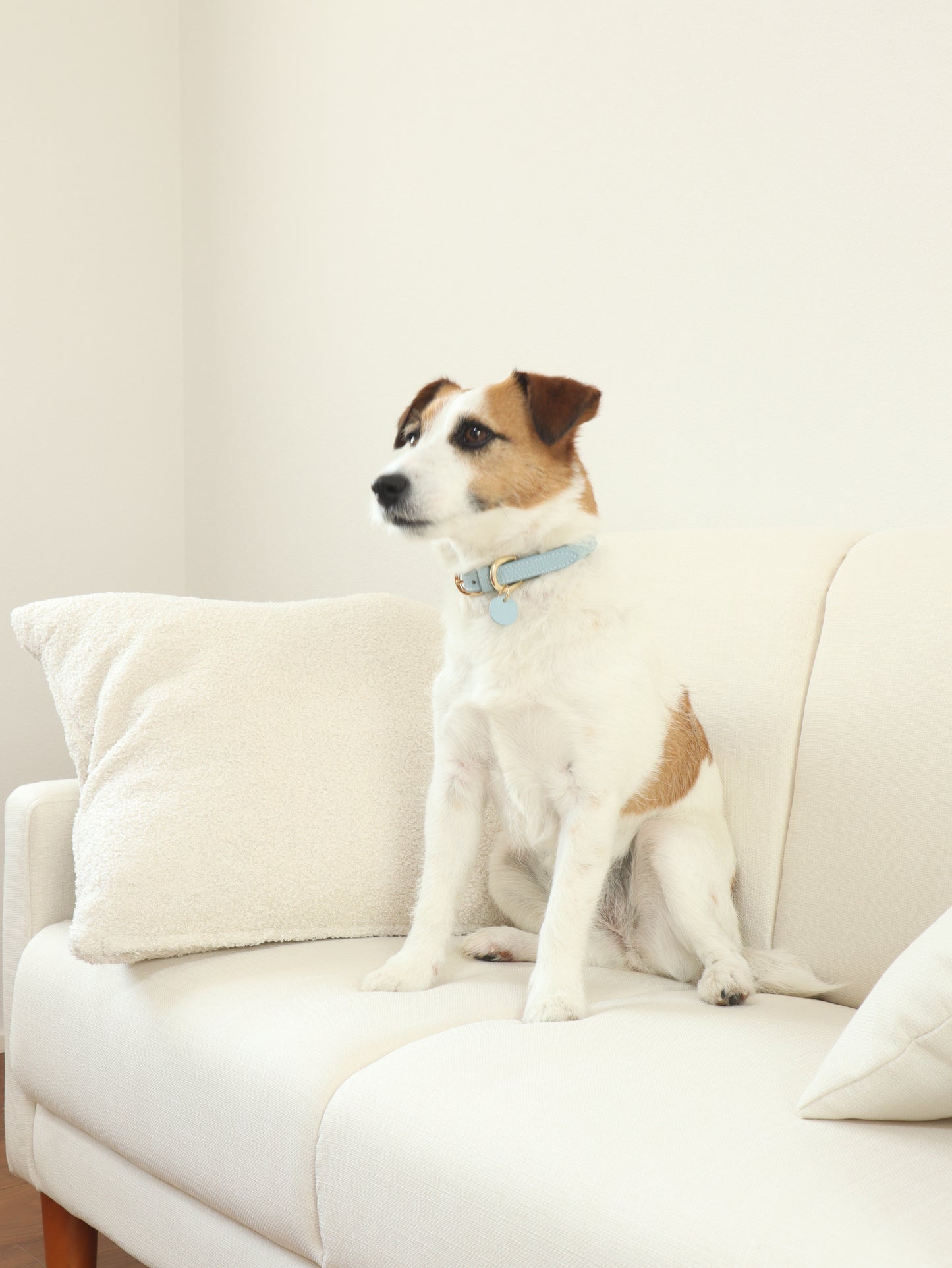 DOG COLLAR