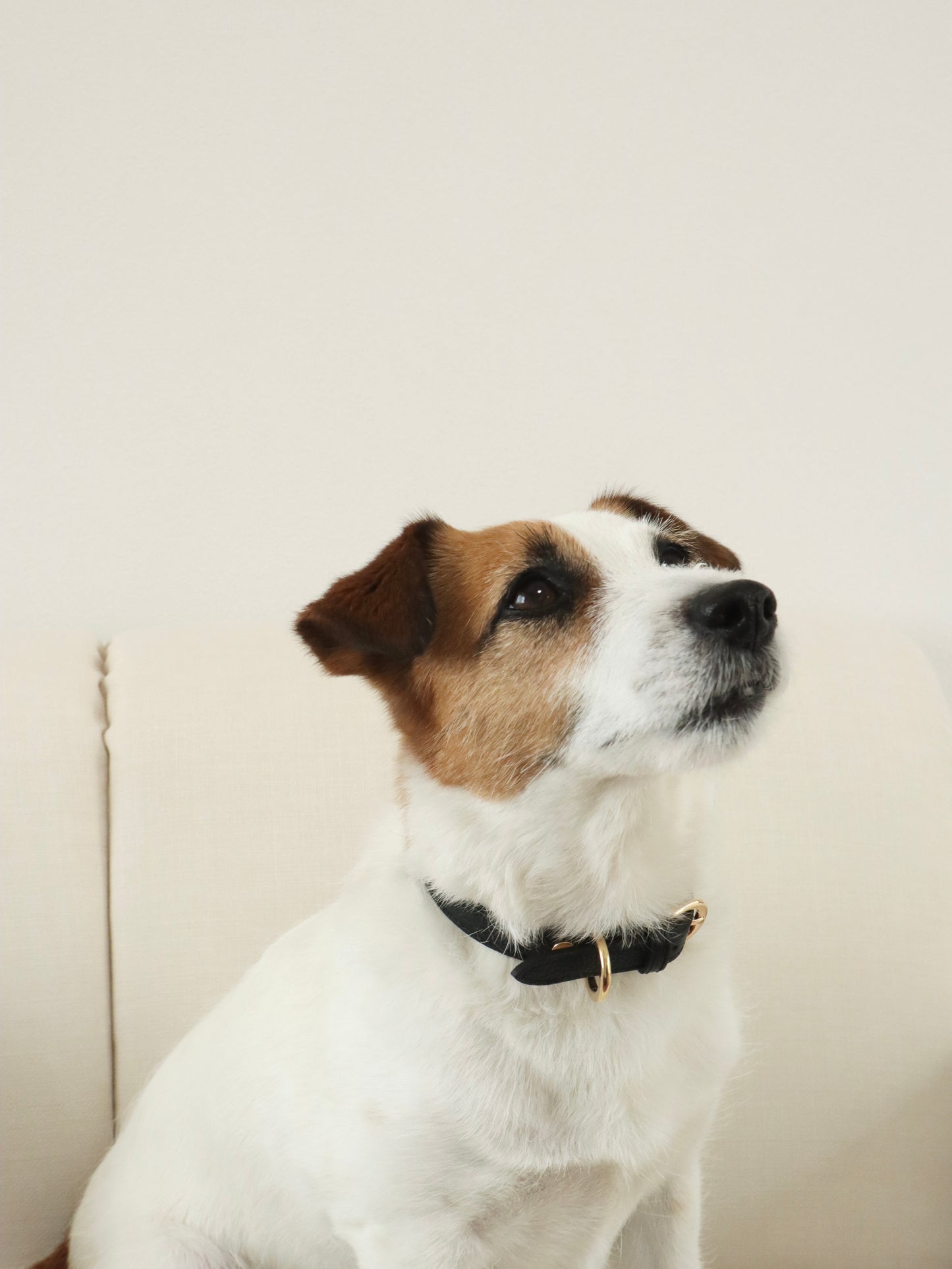 DOG COLLAR
