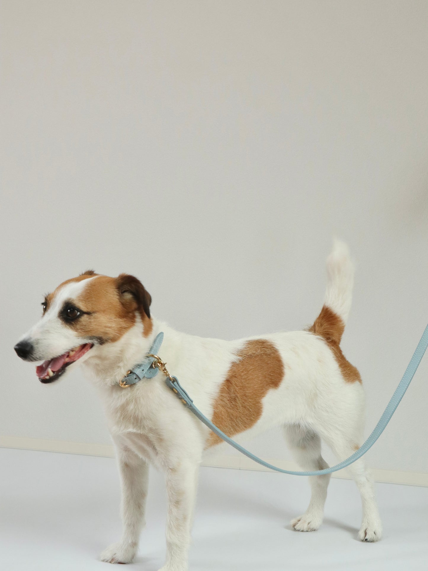 DOG LEASH