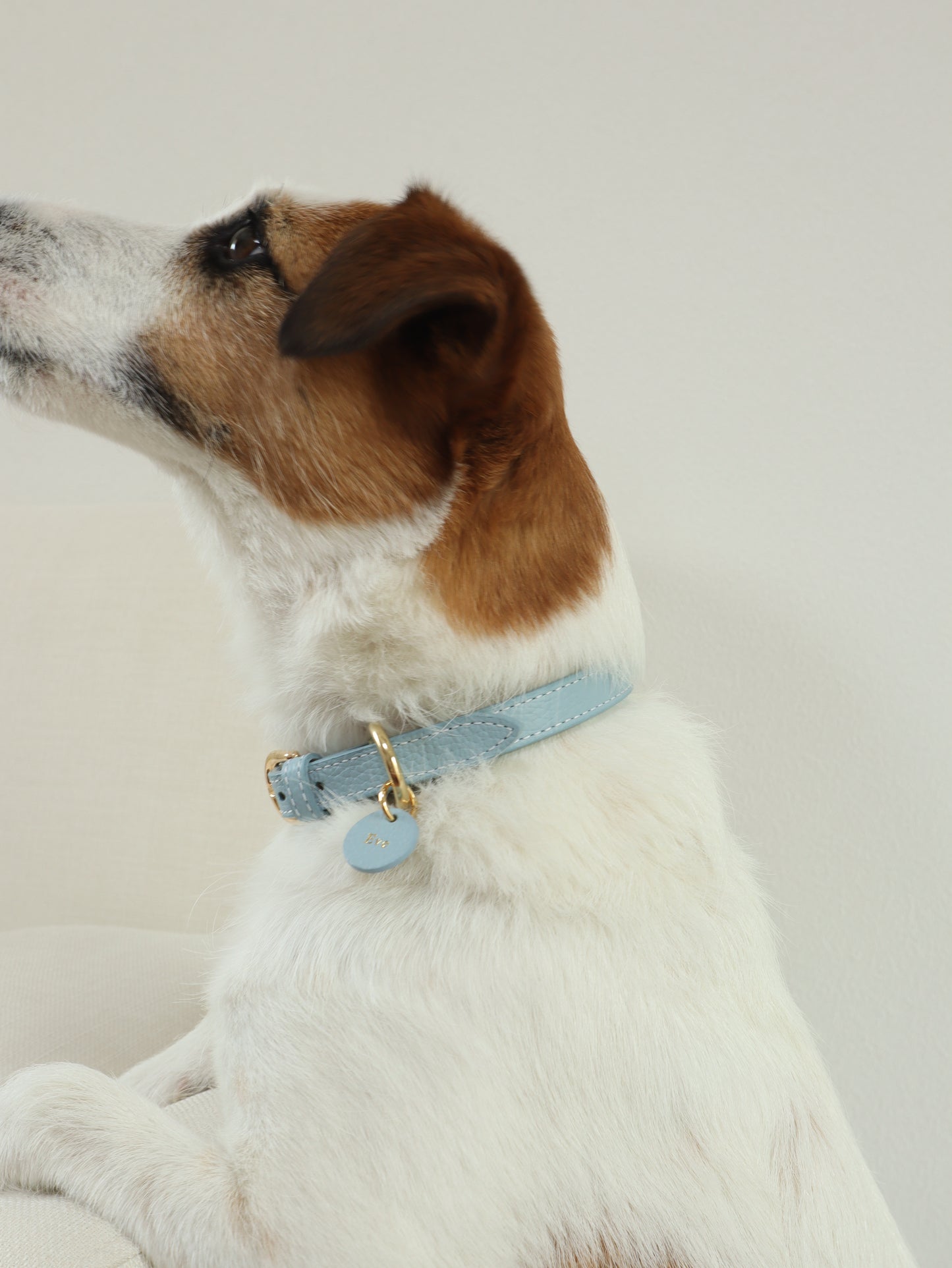 DOG COLLAR