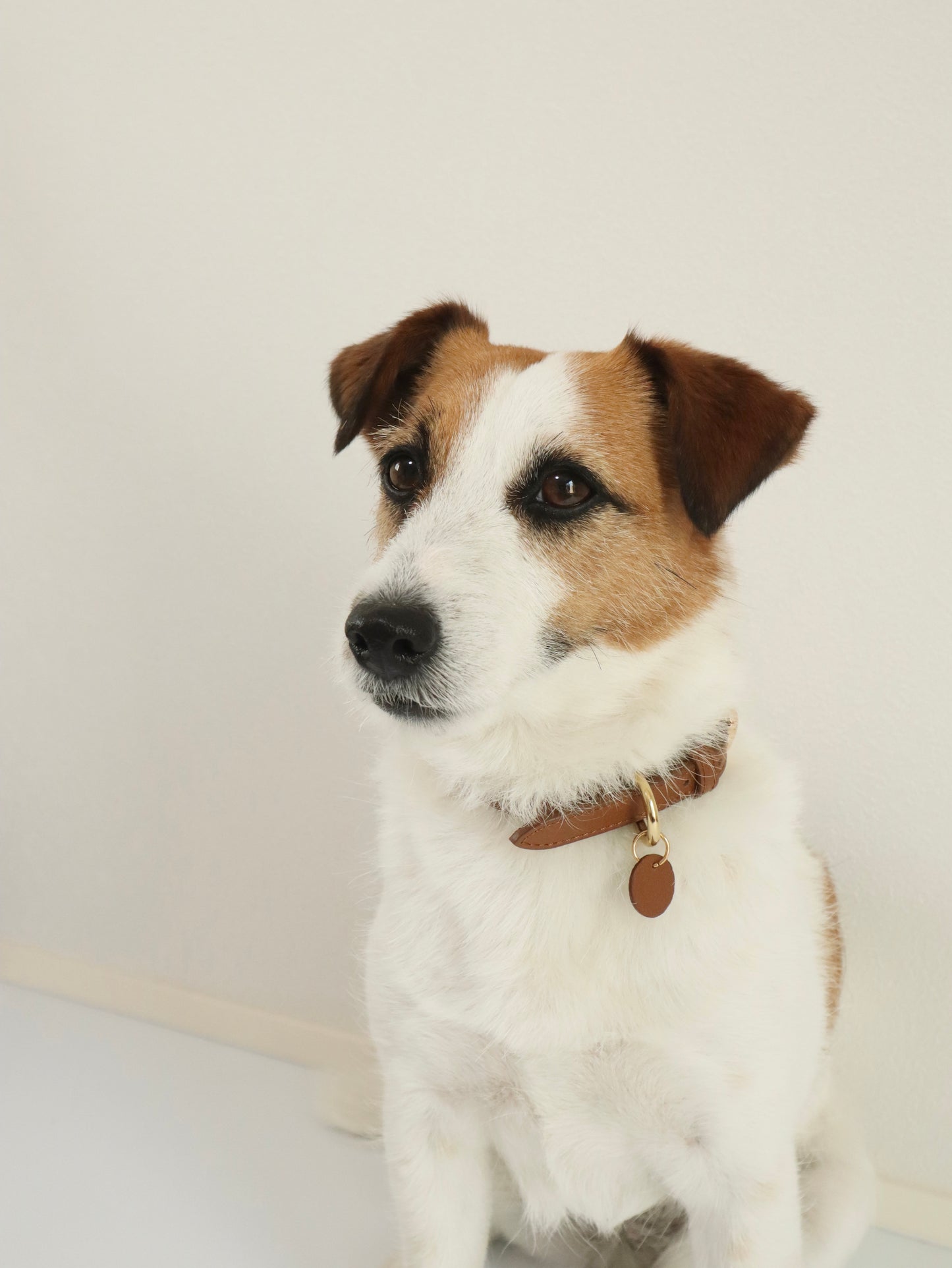 DOG COLLAR